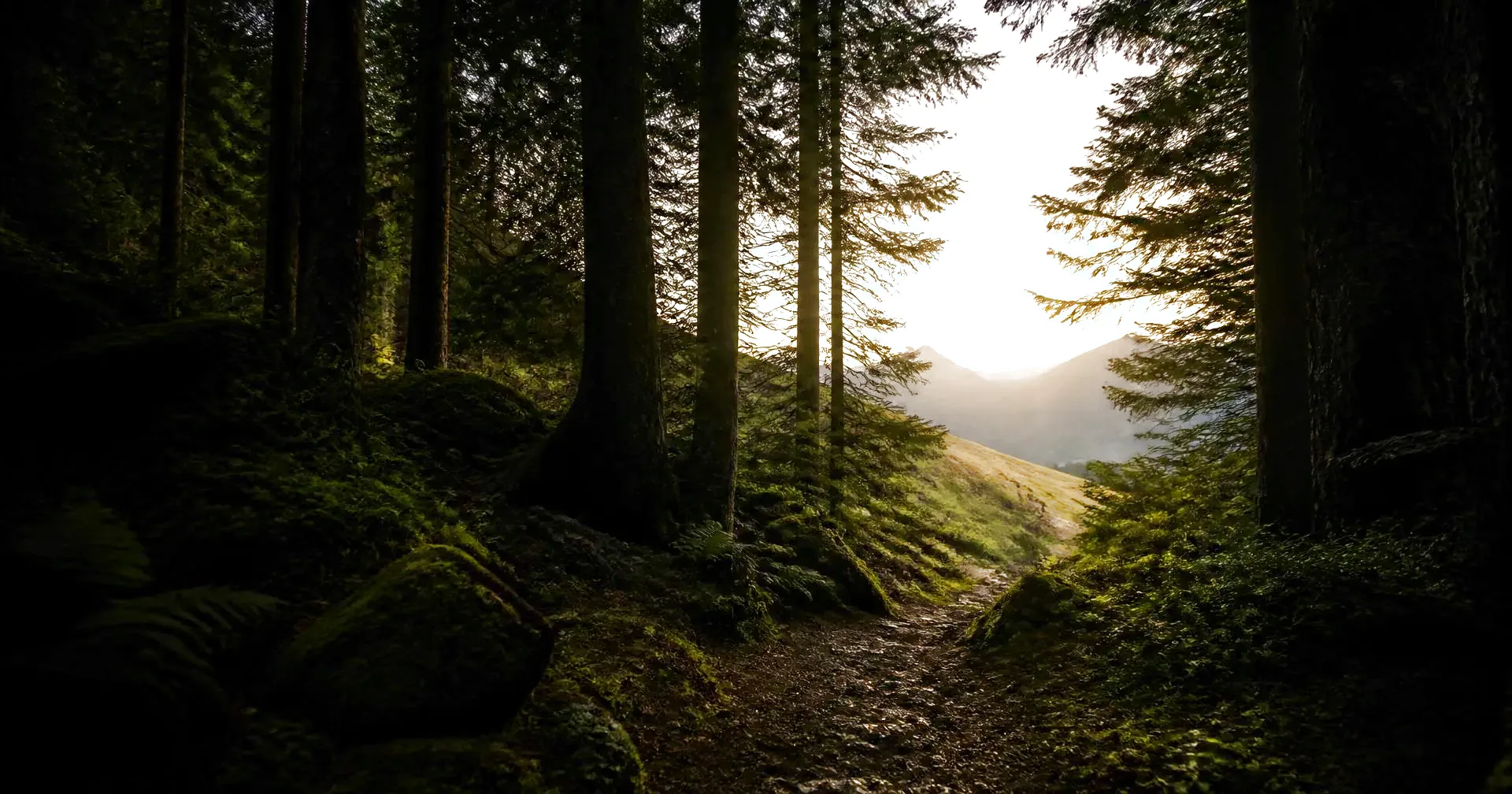 Dunkler Waldpfad, der sich zu einer weiten, hell beleuchteten Alpenlandschaft öffnet